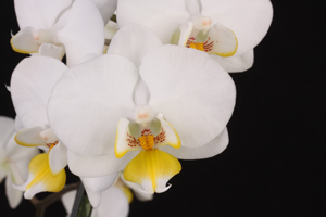 Phal. Nobbys Amy Ventura Farms